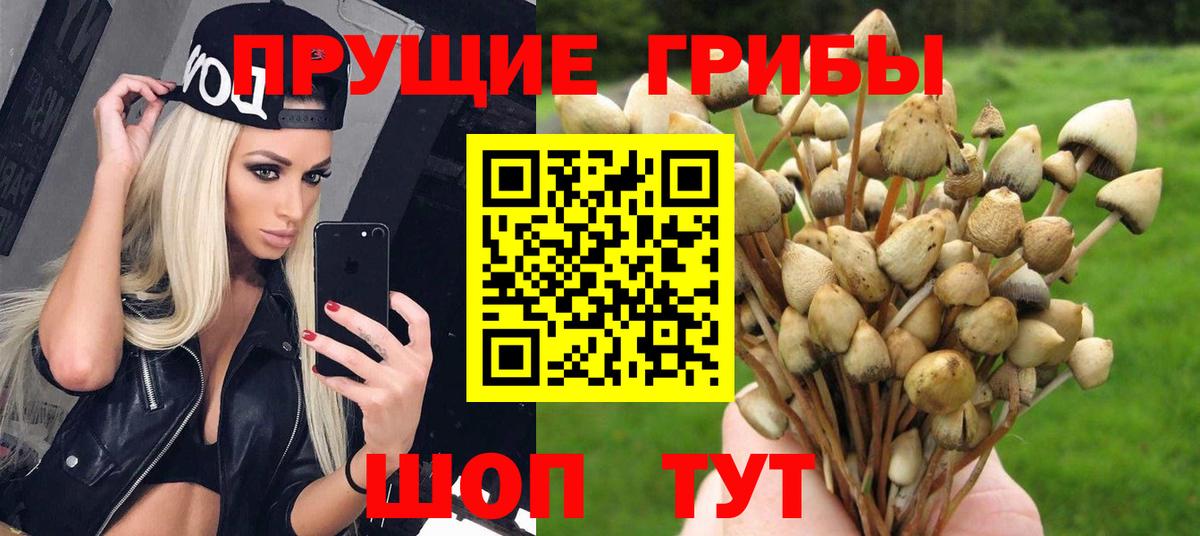 где купить наркоту  Галлюциногенные грибы Psilocybine cubensis  Вход с VPN  Ступино 